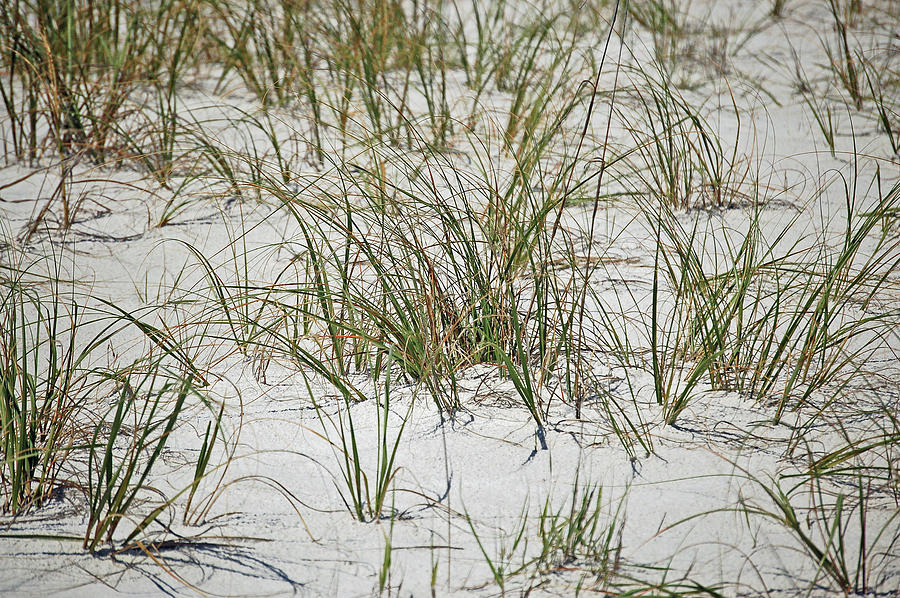 Florida Beach Grass Photograph by Lucy Bounds