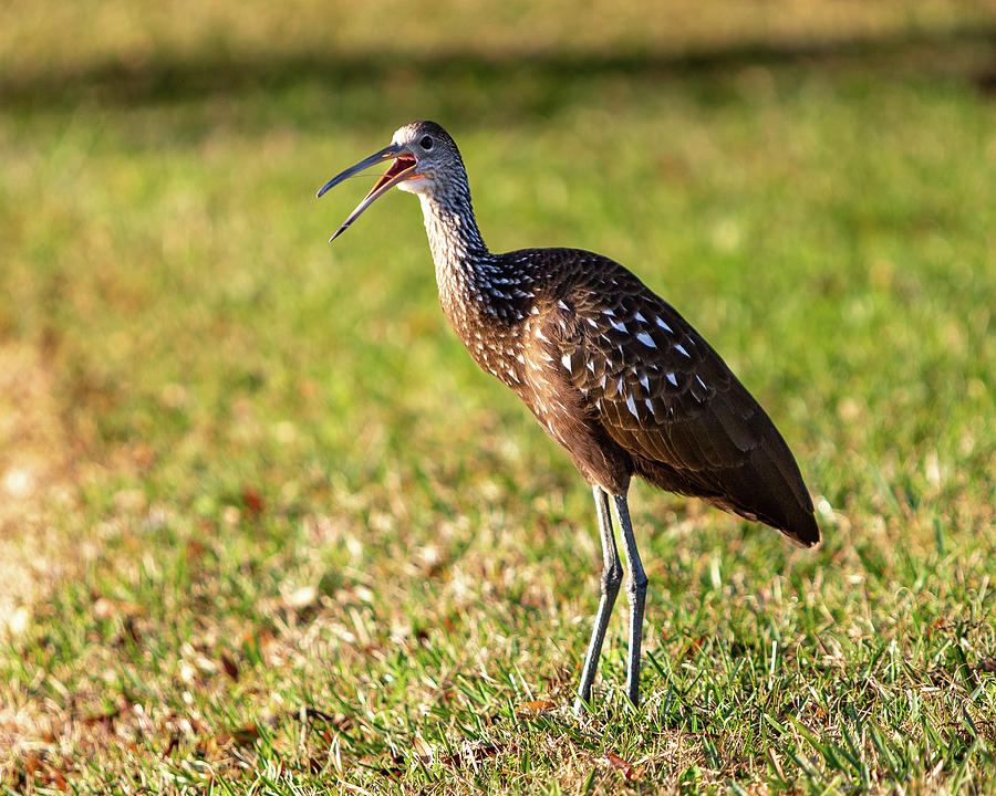 Florida bird Photograph by Oleg Shabunin - Fine Art America