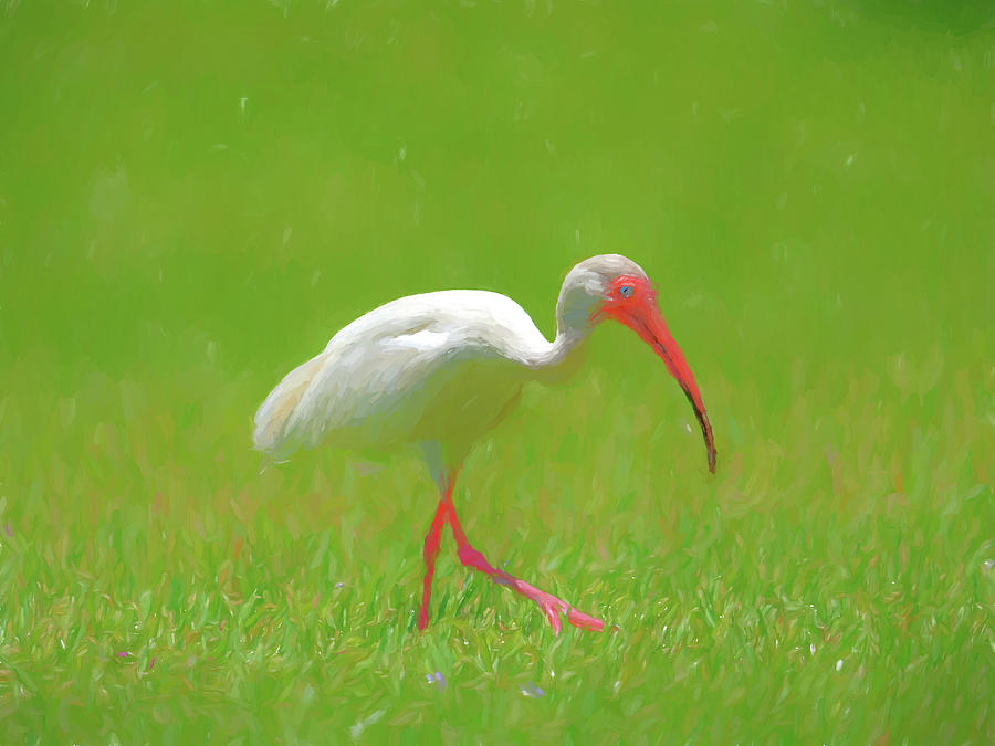 Florida Birding Photograph