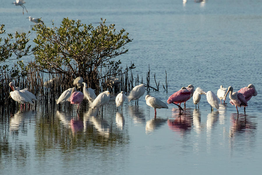 Florida Birds and Mangrove Bush Photograph by Dorothy Cunningham