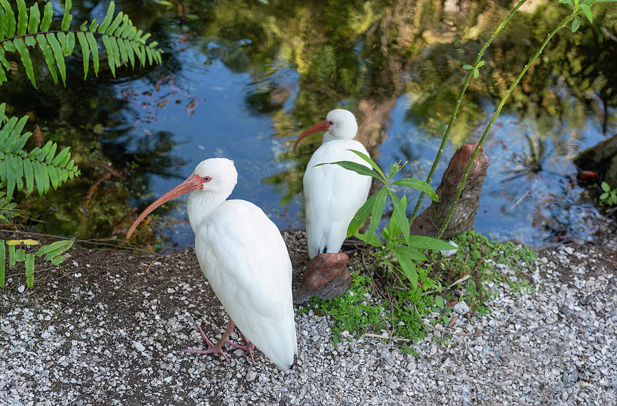 Florida Birds Photograph by Susan Stone