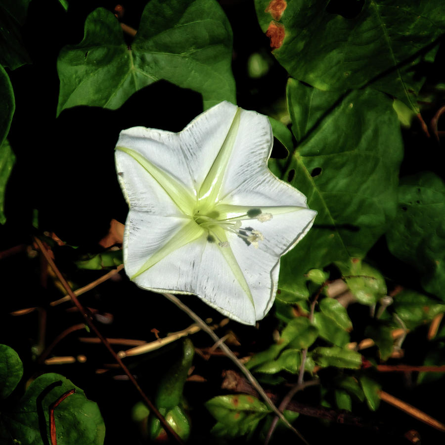 Moon Flower Photograph by George Taylor
