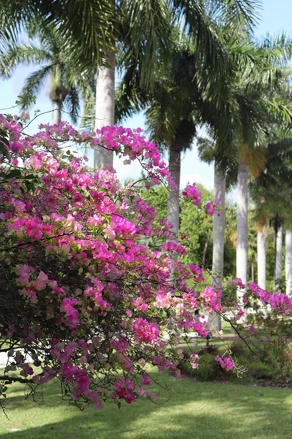 Florida Blossoms and Palms Photograph by David T Wilkinson