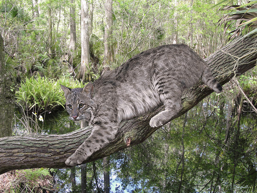 Florida Bobcat Digital Art by M Spadecaller