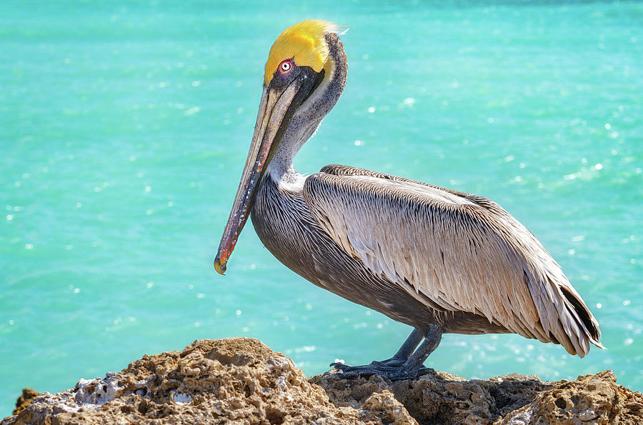 Florida Brown Pelican Photograph