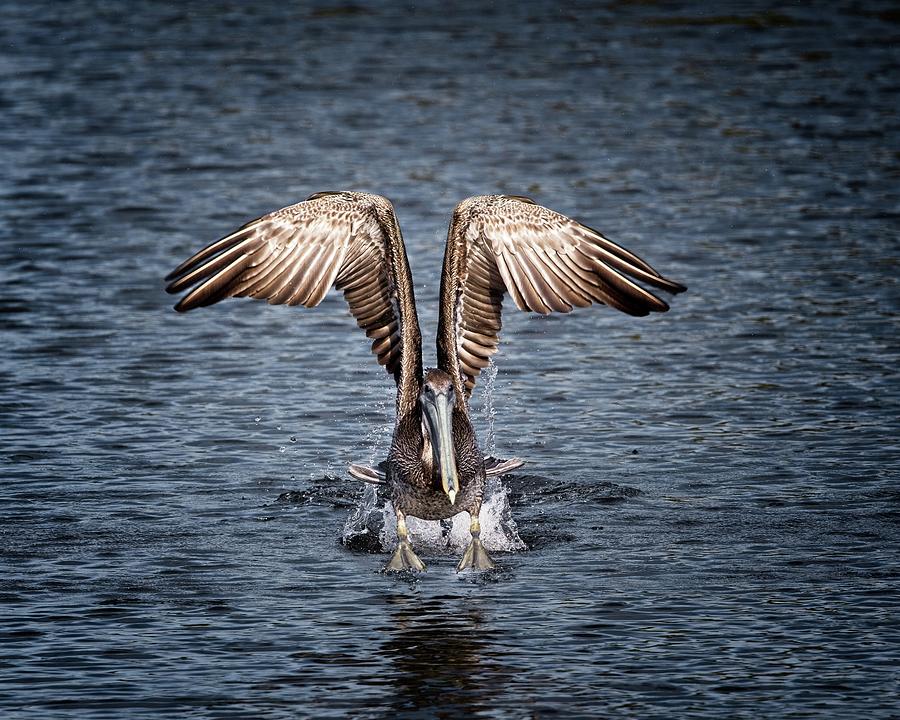 Florida Brown Pelican walking on water Photograph by Ronald Lutz