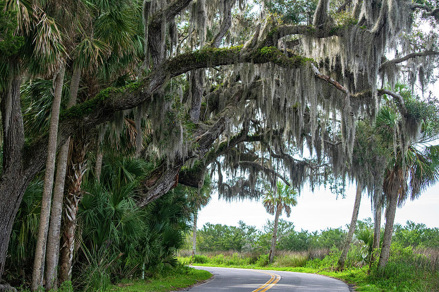 Florida Byway Photograph by Mary Ann Artz