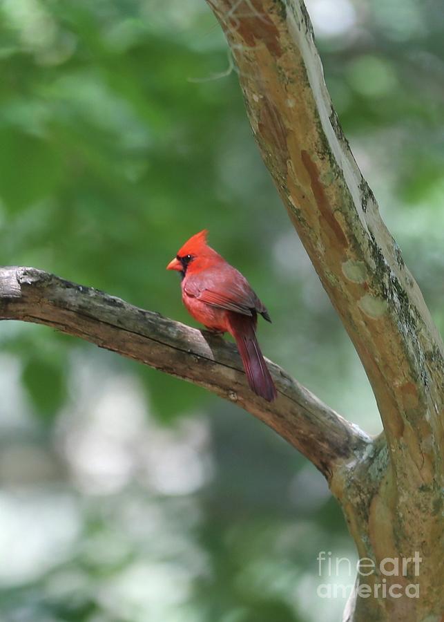 Florida Cardinal on Branch Photograph by Carol Groenen
