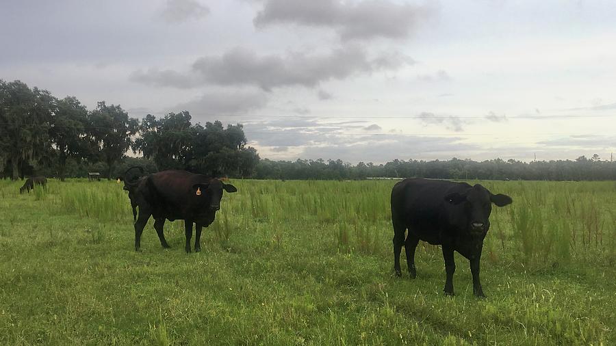 Florida Cattle Photograph