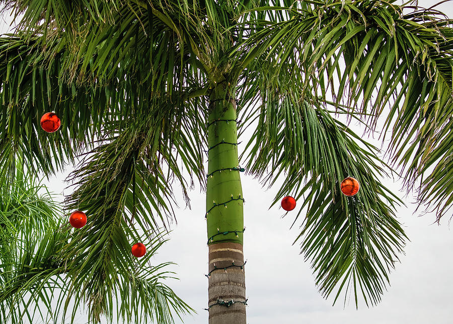 Florida Christmas Tree Photograph by Robert Wilder Jr