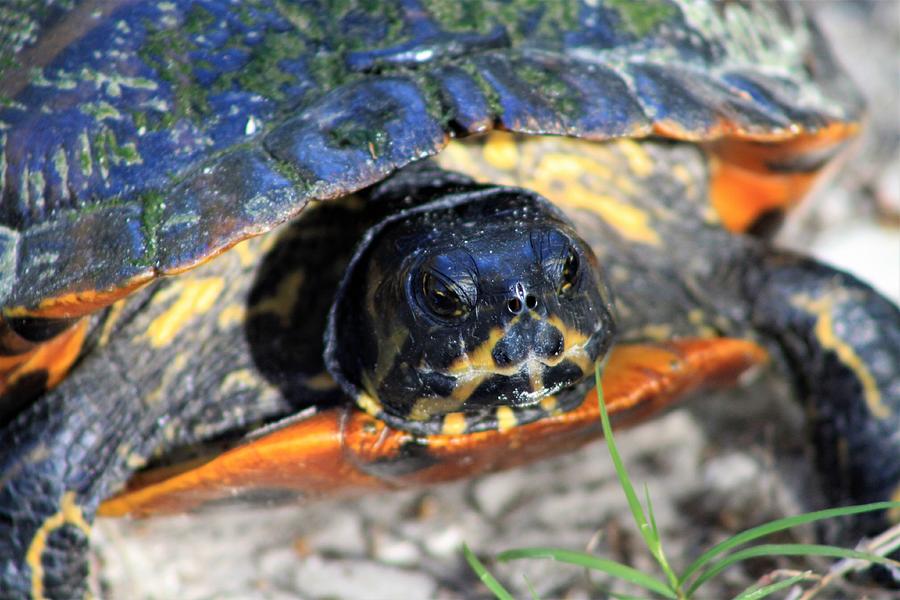 Florida Cooter Photograph by David Beard - Fine Art America