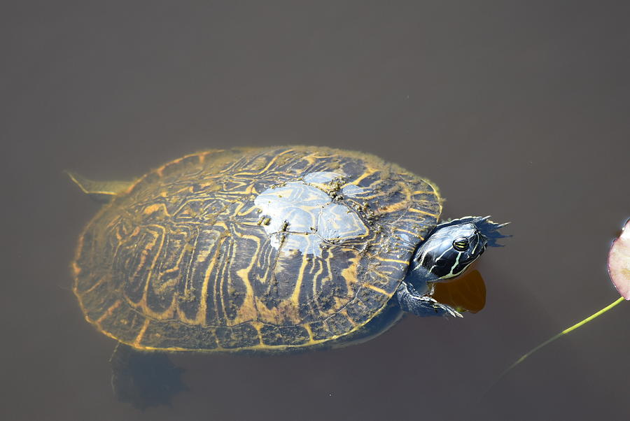 Florida Cooter Turtle Photograph by Stephen Adgate - Fine Art America