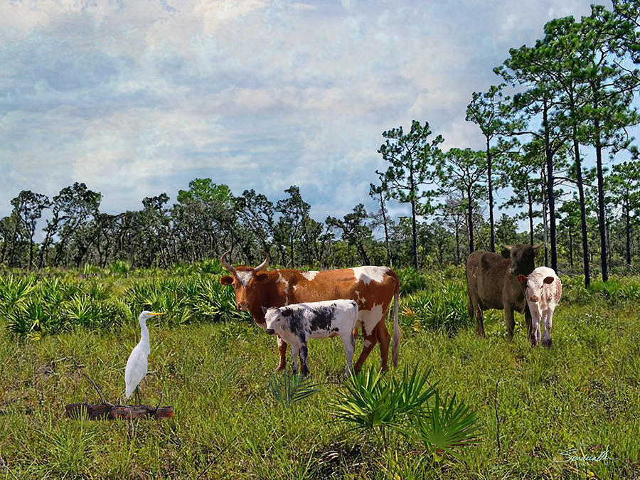 Florida Cracker Cows Digital Art by M Spadecaller