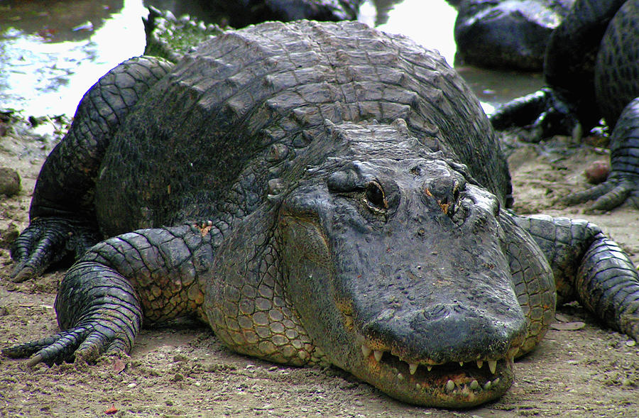 Florida Croc Photograph by Alexandras Photography