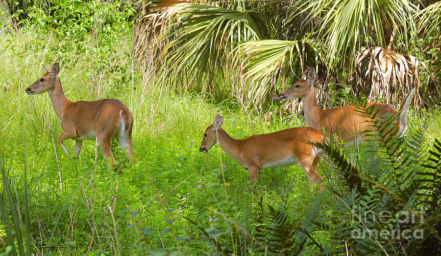 Florida Deer Photograph