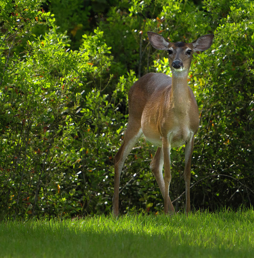 Deer Photograph - Florida Deer by Larry Marshall