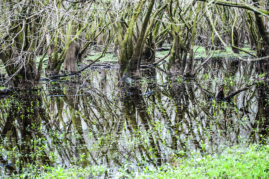 Florida Everglade Swamp Photograph by Gordon Sarti