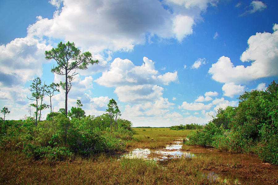 Florida Everglades 0937 Photograph by Rudy Umans