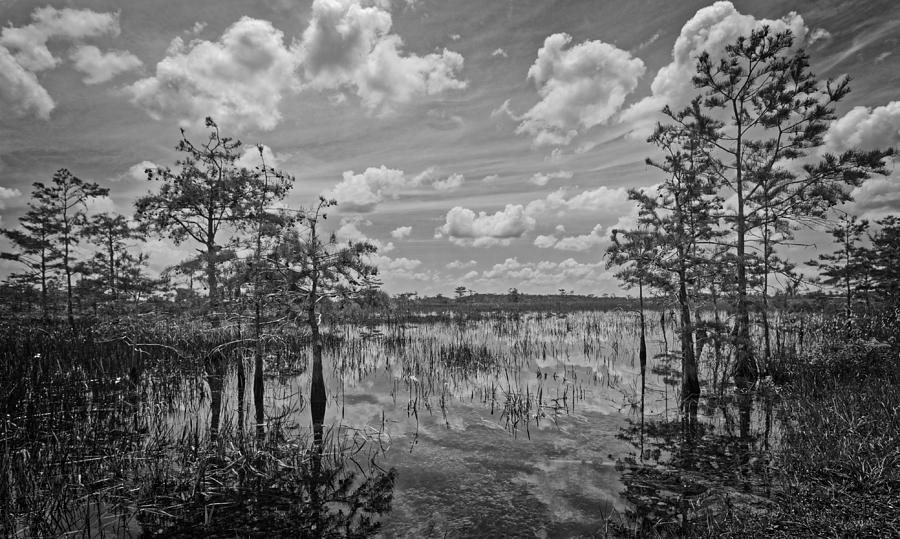 Florida everglades 5210BW Photograph by Rudy Umans