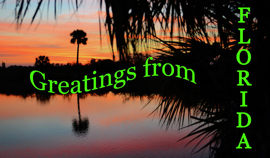 Florida everglades greatings card Photograph by David Lee Thompson