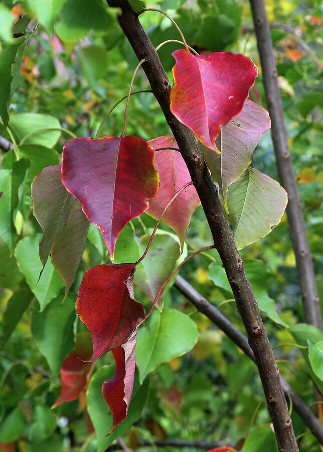 Florida Fall Colors Photograph by Donna Kaluzniak - Fine Art America