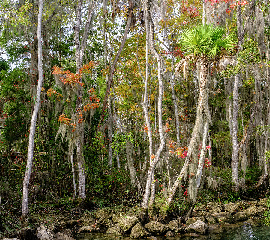 Florida Fall Colors in Crystal River Photograph by Tony Locke