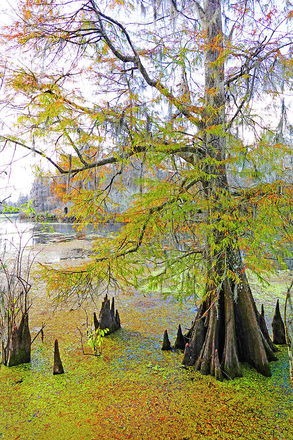 Florida Fall Cypress Photograph by Marilyn Hunt