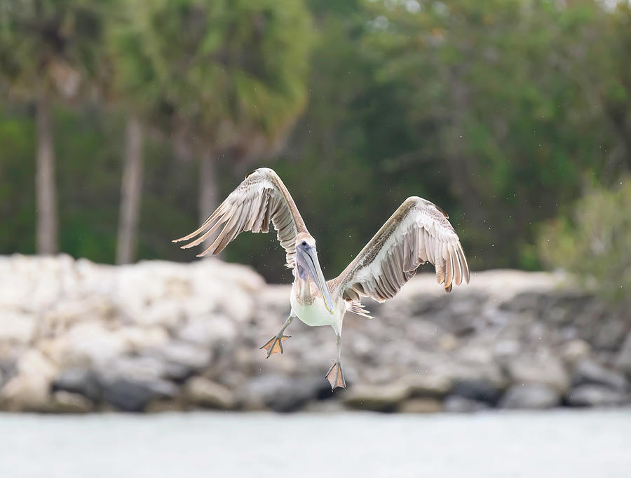 Florida Fishing Pelican 3 Photograph by Angie Mossburg