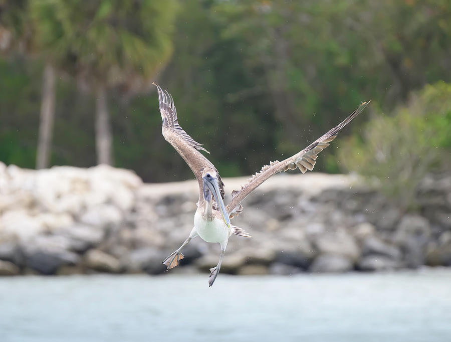 Florida Fishing Pelican 4 Photograph by Angie Mossburg
