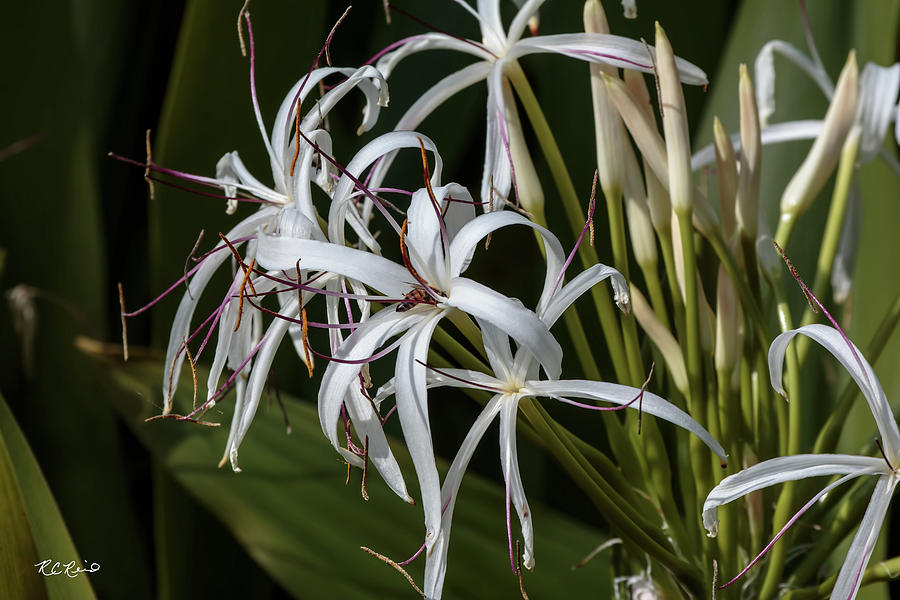 Florida Flowers - Edison and Ford Gardens - Crinum Asiaticum - Poisonbulb Photograph by Ronald Reid