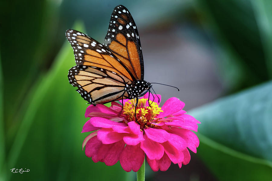 Florida Flowers - Edison and Ford Gardens - Dahlia-flowered Zinnia with Monarch Butterfly Photograph by Ronald Reid