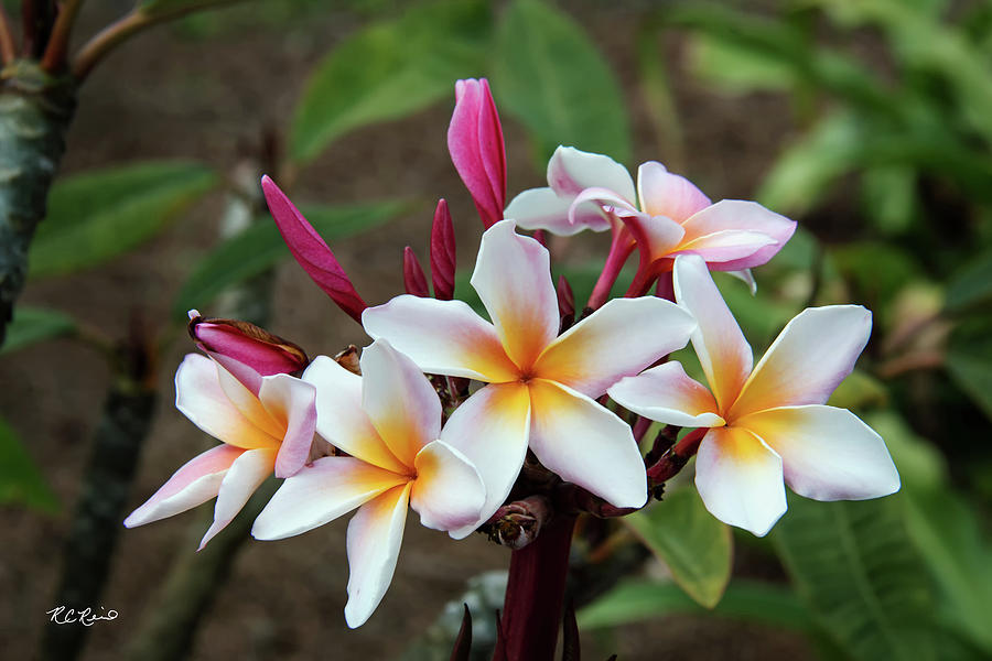 Florida Flowers - Edison and Ford Gardens - Red Frangipani Photograph by Ronald Reid