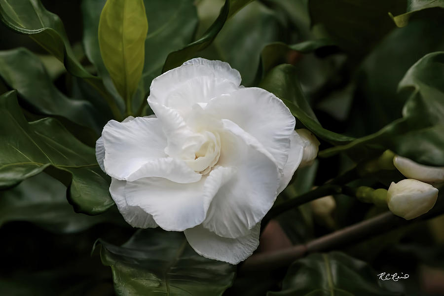 Florida Flowers - Edison and Ford Gardens - Jasminum Sambac Aiton - Arabian jasmine Photograph by Ronald Reid