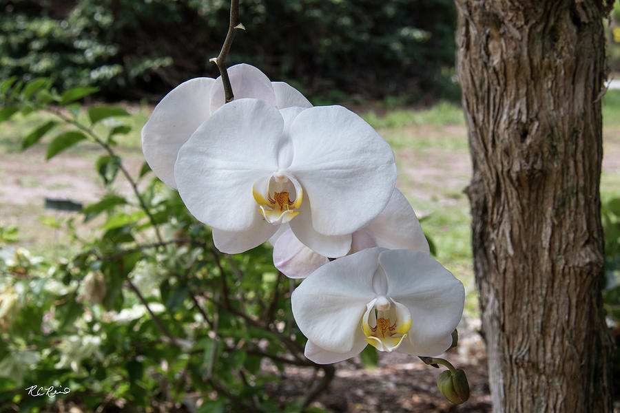Florida Flowers - Edison and Ford Gardens - Moth Orchid - Phalaenopsis amabilis Photograph by Ronald Reid