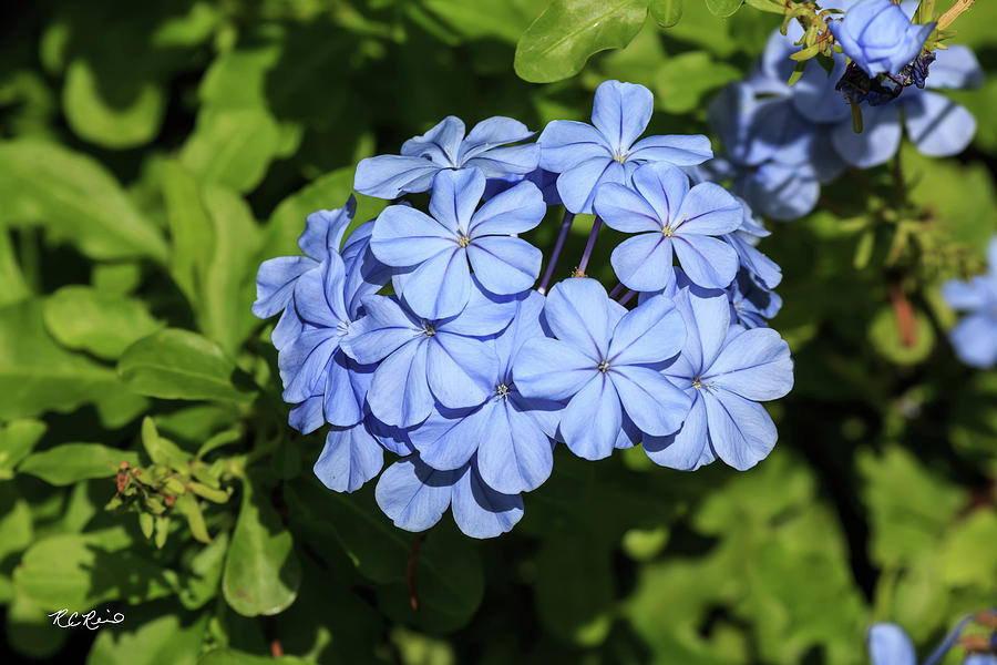 Florida Flowers - Edison and Ford Gardens - Plumbago auriculata - Baby Blue Eyes Photograph by Ronald Reid