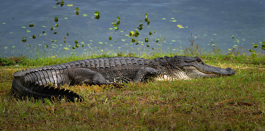 Florida Gator 2 Photograph by Larry Marshall