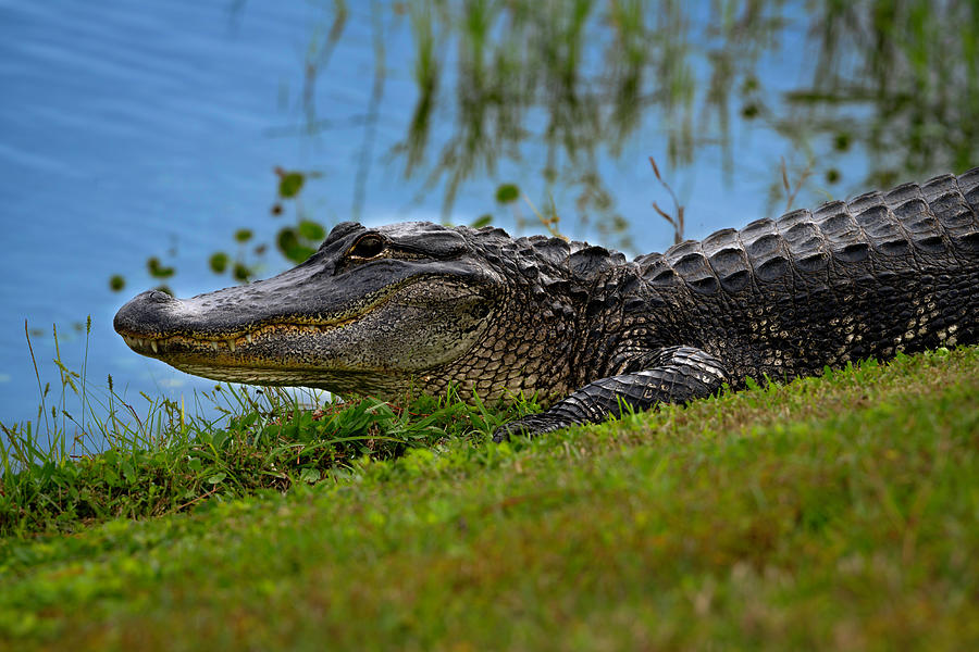 Florida Gator 3 Photograph by Larry Marshall