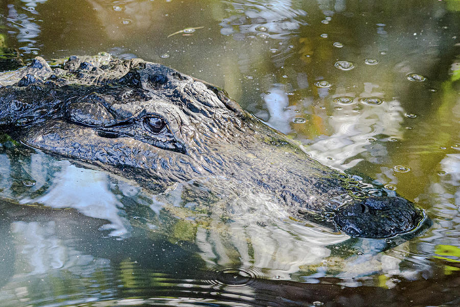 Florida Gator Photograph by Adrian O Brien