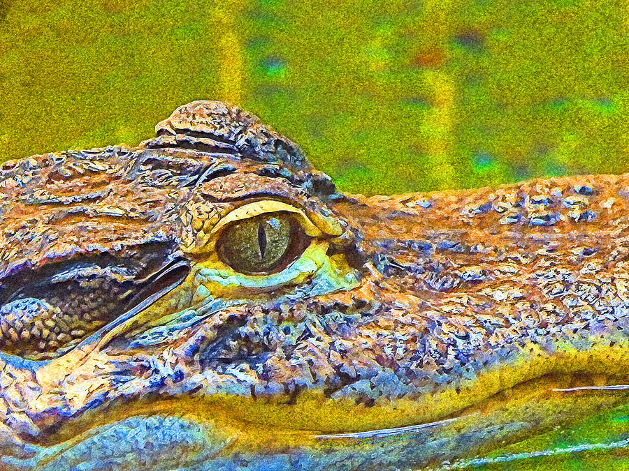 Florida Gator  Digital Art by Island Hoppers Art