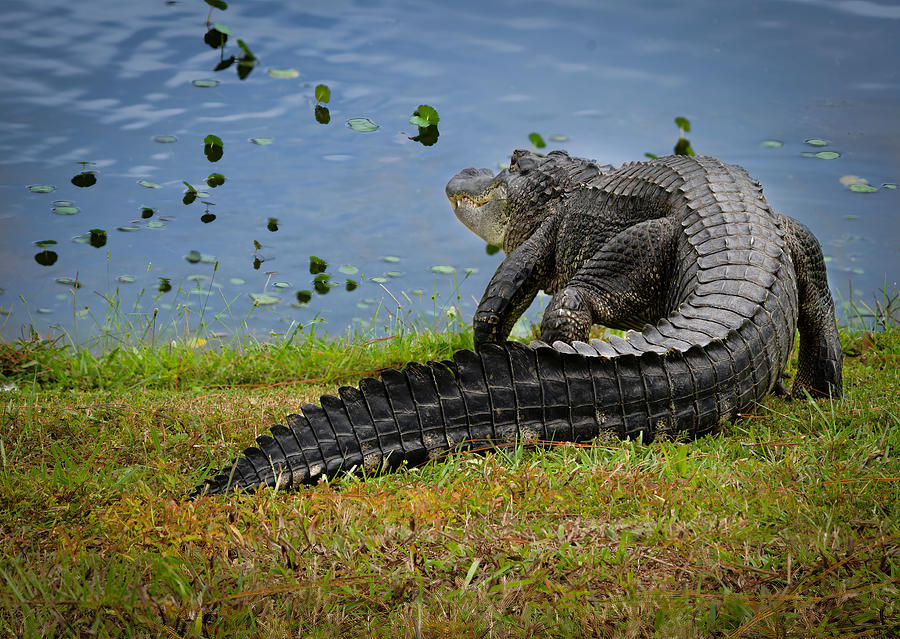 Florida Gator Photograph by Larry Marshall