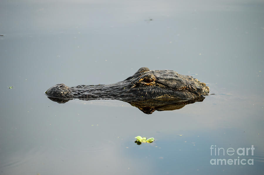 Florida Gator Photograph by Marie Dudek Brown