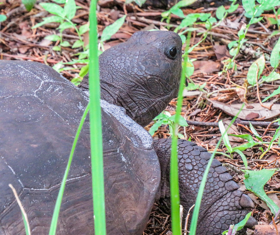 Florida Gopher Tortoise Photograph by Beth Stombaugh - Fine Art America