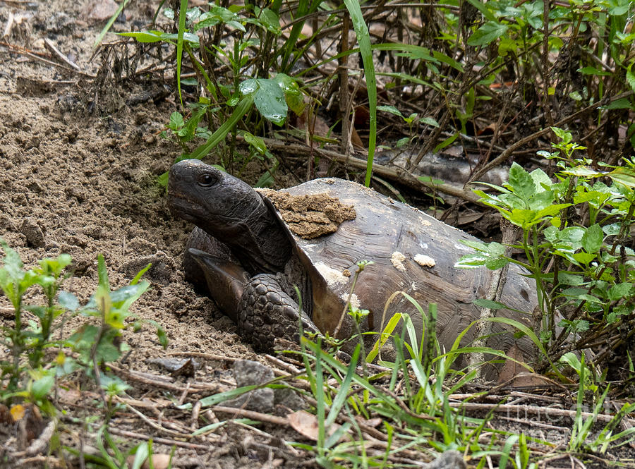 Florida Gopher Tortoise Digging His Den Photograph by L Bosco