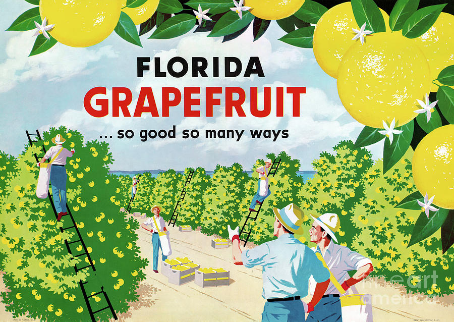 Florida Grapefruit 1930s Vintage Poster Drawing