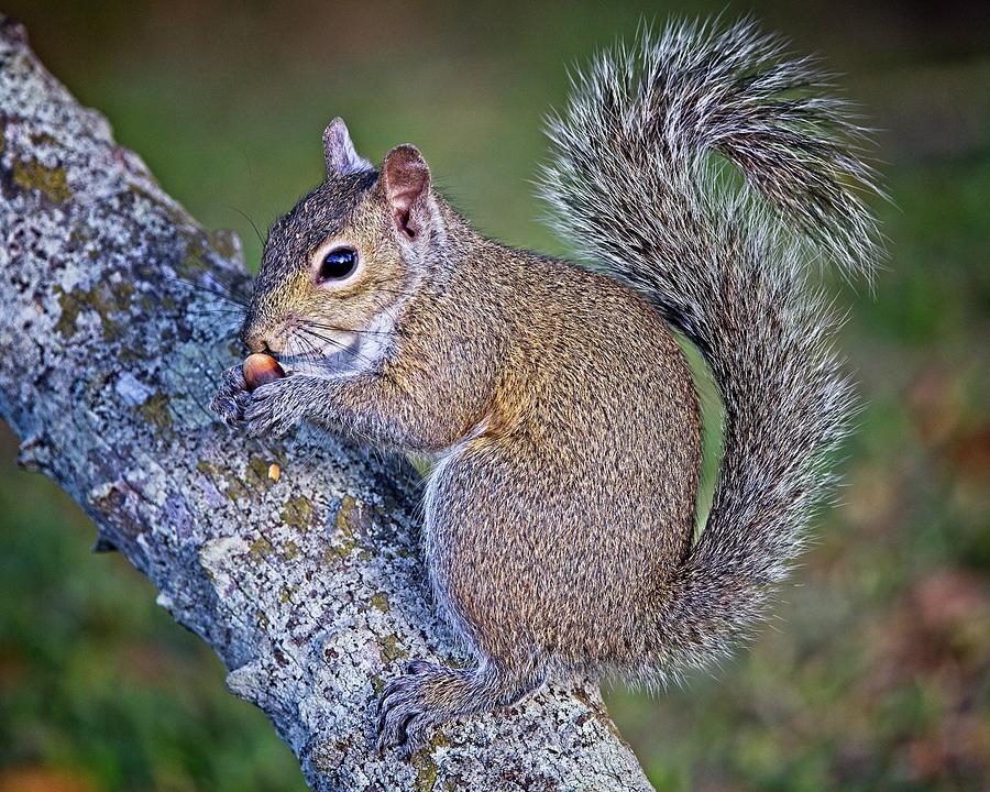 Florida Gray Squirrel posing with a nut Photograph by Ronald Lutz