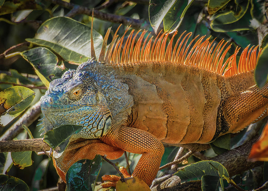 Florida Green Iguana Photograph by Rebecca Herranen