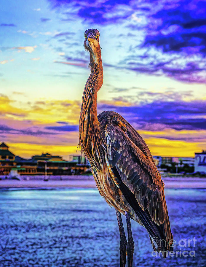 Florida Heron at Dawn  Photograph by Nick Zelinsky Jr