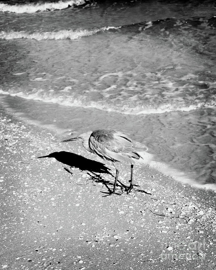 Florida Heron and His Shadow - BW Photograph by Chris Andruskiewicz