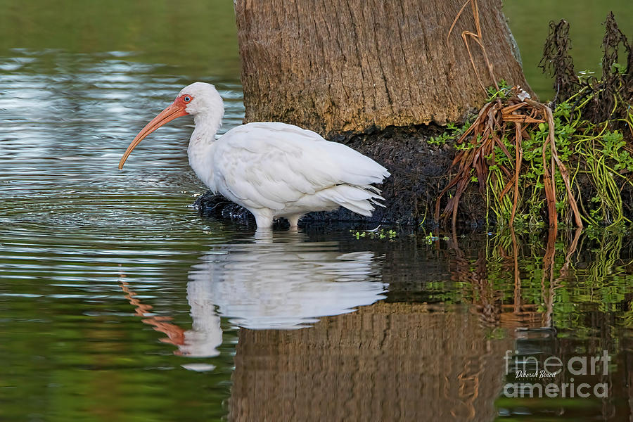 Florida Ibis Reflection Photograph