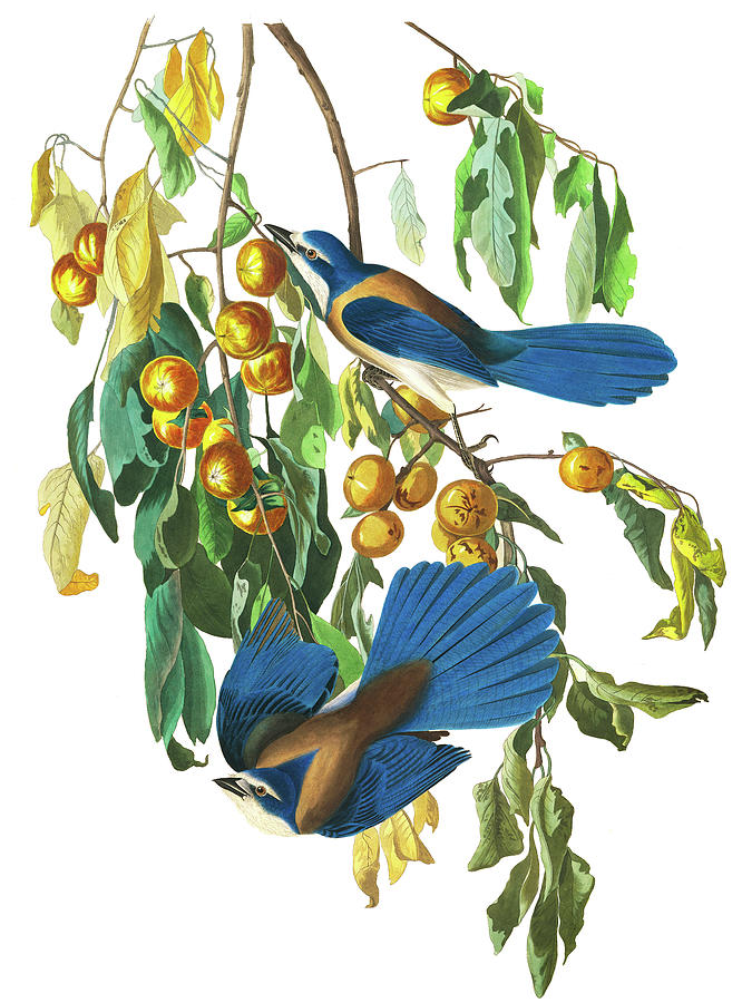 John James Audubon Painting - Florida Jay, Birds of America by John James Audubon
